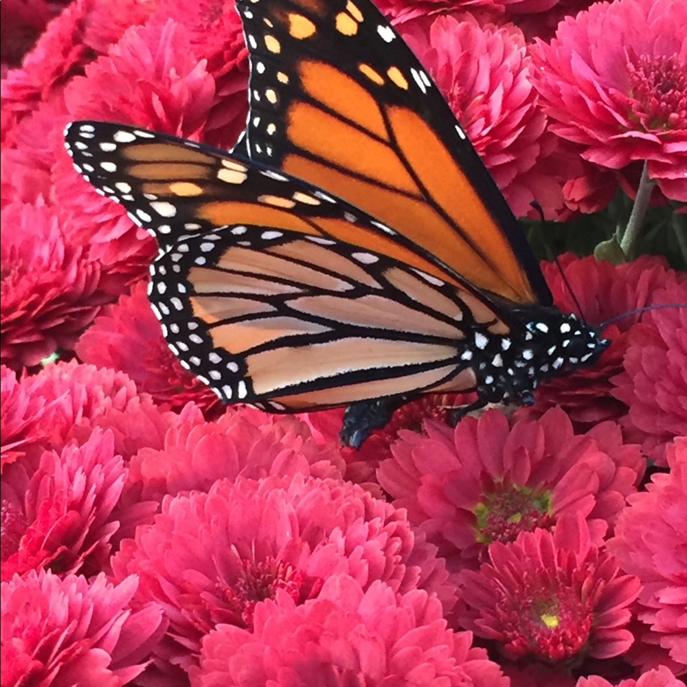 Meet your Posher, Susanne